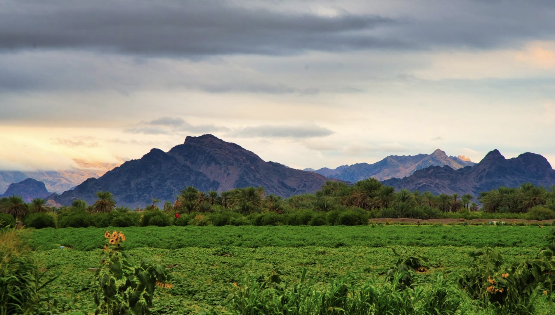 طبیعت هشتبندی بعد از باران
